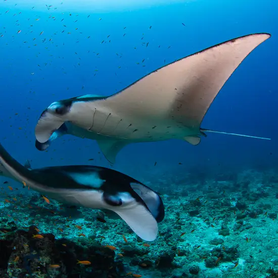 Scuba Diving in Maldives with Manta Rays at Sub Oceanic Maldives Dive Center at Hilton Maldives Amingiri Resort & Spa