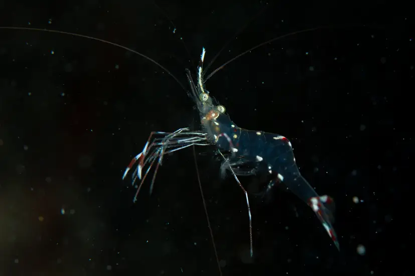 Cleaning Shrimp at Le Meridien Maldives House Reef