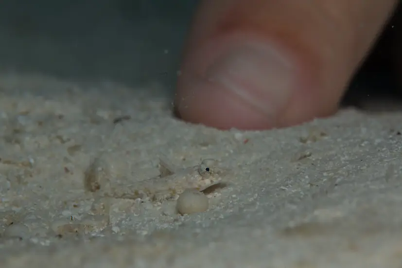 Tiny Fish on the Muck at Le Meridien Maldives House Reef
