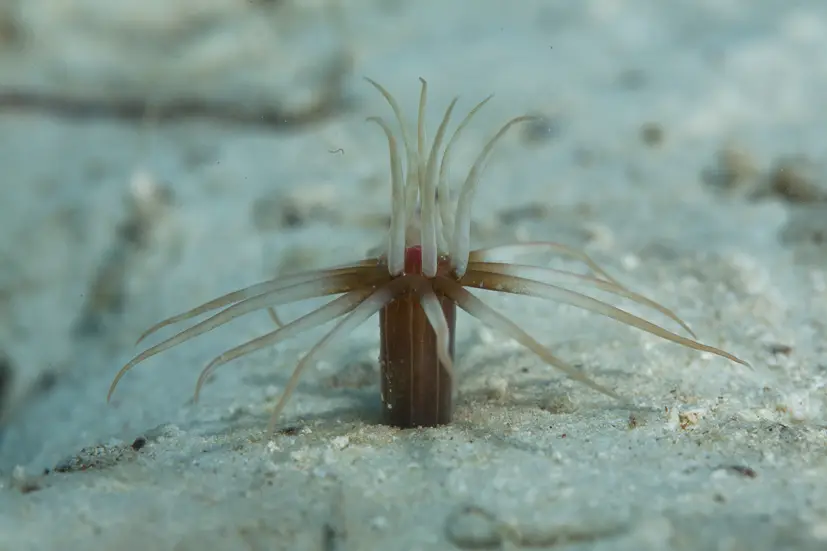 A Polyp at Le Meridien Maldives House Reef