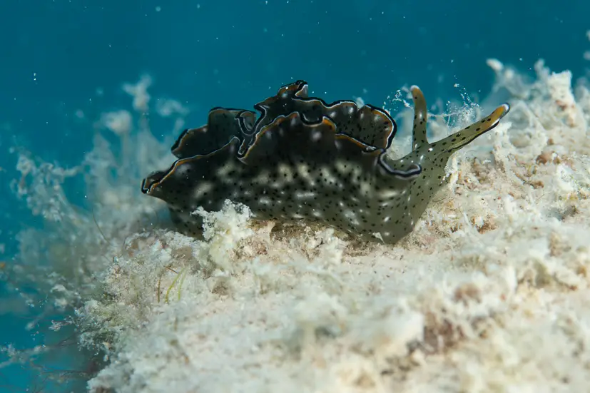 A Nudibranch at Le Meridien Maldives House Reef
