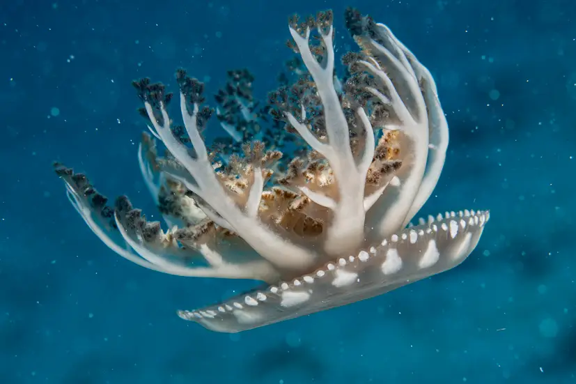 A Mangrove Jellyfish at Le Meridien Maldives House Reef