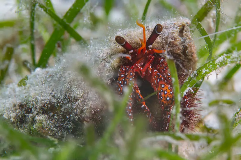 Hermit Crab at Le Meridien Maldives House Reef