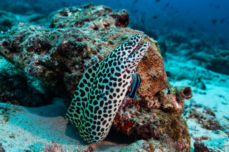 Scuba Diving with Sub Oceanic Maldives