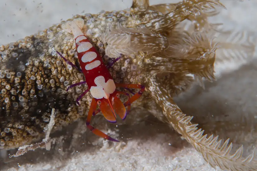 A colorful Emperor shrimp on a Snake Seacucumber at Le Meridien Maldives House Reef