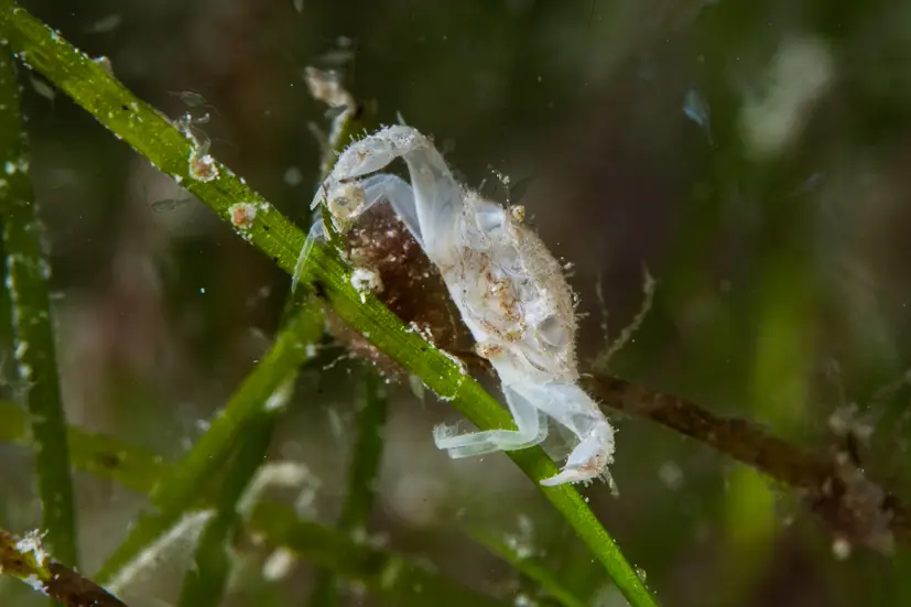 Crab on a leaf of Seagrass at Le Meridien Maldives House Reef