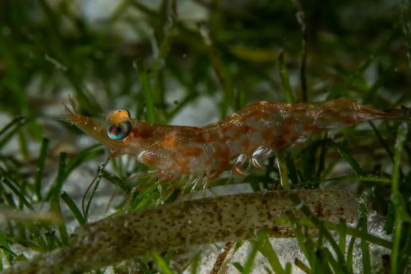 Seagrass Shrimp at Le Meridien Maldives House Reef