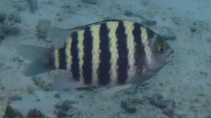 Banded sergeant at Le Meridien Maldives House Reef