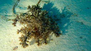 Tree anemone at Le Meridien Maldives House Reef