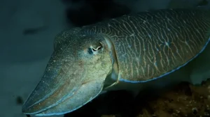 Pharaoh cuttlefish at Le Meridien Maldives House Reef