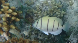 Convict surgeonfish, Convict tang at Le Meridien Maldives House Reef