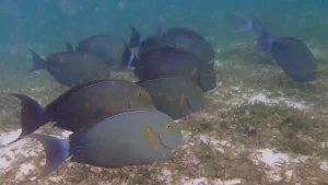 Yellowfin surgeonfish at Le Meridien Maldives House Reef