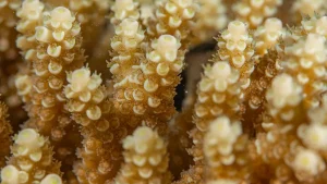 Bushy staghorn coral at Le Meridien Maldives House Reef