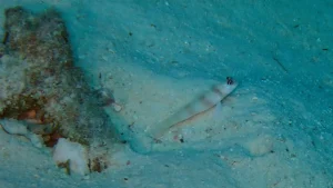 Steinitz Shrimp goby at Le Meridien Maldives House Reef