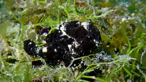 Painted frogfish at Le Meridien Maldives House Reef