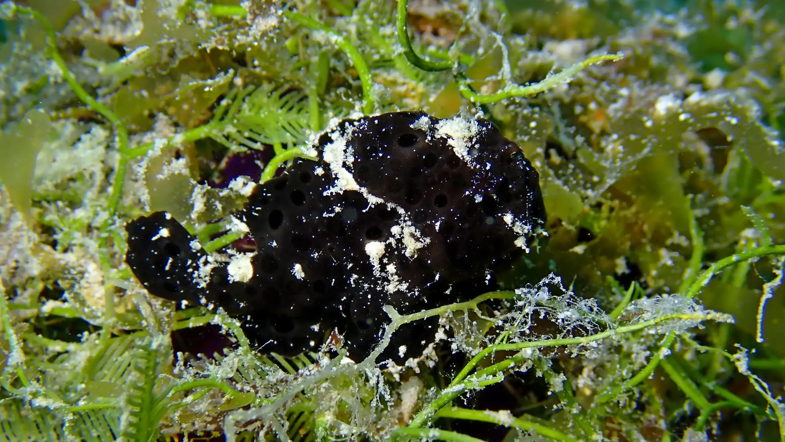 Painted frogfish at Le Meridien Maldives House Reef