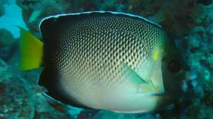 Indian yellowtail angelfish or Smoke angelfish at Le Meridien Maldives House Reef
