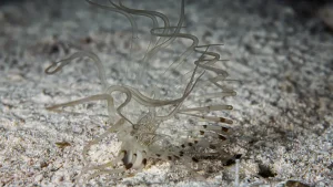 Spider tube anemone at Le Meridien Maldives House Reef