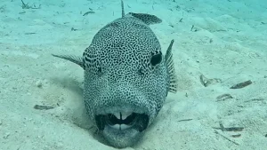 Starry pufferfish at Le Meridien Maldives House Reef