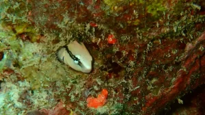 Lance blenny at Le Meridien Maldives House Reef