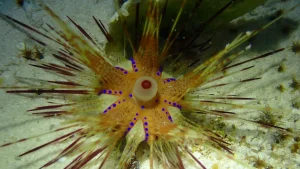 Radiant sea urchin False fire urchin at Le Meridien Maldives House Reef