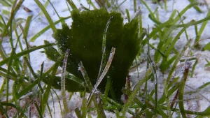 Ragged silt-feather at Le Meridien Maldives House Reef