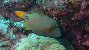 Orange-lined triggerfish at Le Meridien Maldives House Reef