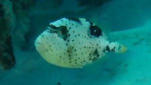 Titan triggerfish (juvenile) at Le Meridien Maldives House Reef