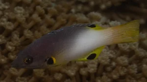 Axilspot hogfish at Le Meridien Maldives House Reef