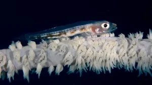 Whip coral goby at Le Meridien Maldives House Reef