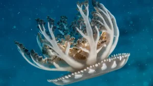 Mangrove upsidedown jellyfish at Le Meridien Maldives House Reef