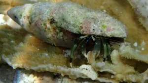 Hidden hermit crab at Le Meridien Maldives House Reef