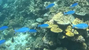 Moon fusilier Lunar fusilier at Le Meridien Maldives House Reef