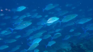 Bluefin trevally at Le Meridien Maldives House Reef