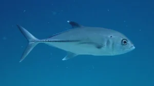 Bigeye trevally Bigeye jack at Le Meridien Maldives House Reef