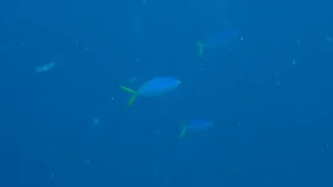 Yellowtail fusilier at Le Meridien Maldives House Reef