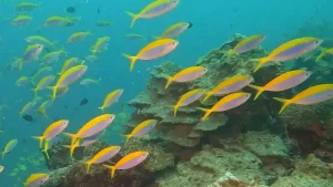 Yellowback fusilier at Le Meridien Maldives House Reef