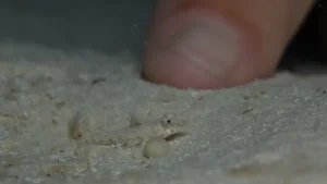Tiny dragonet at Le Meridien Maldives House Reef
