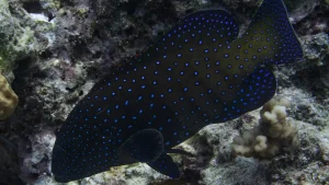Peacock grouper Bluespotted grouper Celestial grouperk at Le Meridien Maldives House Reef