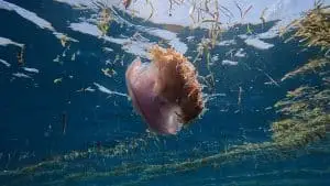 Crown jellyfish aka Califlower jellyfish at Le Meridien Maldives House Reef