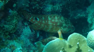 Leopard rock cod at Le Meridien Maldives House Reef