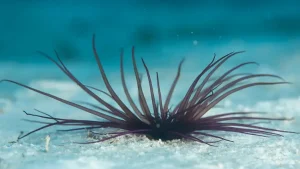 Coloured tube anemone at Le Meridien Maldives House Reef