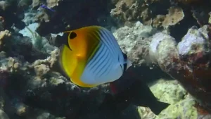 Threadfin butterflyfish at Le Meridien Maldives House Reef