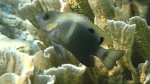 Twinspot damselfish, two-spot demoiselle at Le Meridien Maldives House Reef