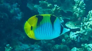 Blackwedged butterflyfish at Le Meridien Maldives House Reef