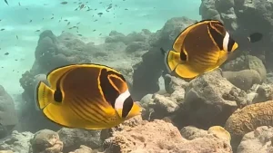 Raccoon butterflyfish at Le Meridien Maldives House Reef
