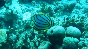Scrawled butterflyfish Meyer's butterflyfish at Le Meridien Maldives House Reef