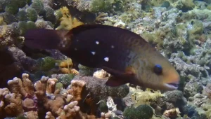 Daisy parrotfish Shabby parrotfish (Female) at Le Meridien Maldives House Reef