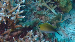 Swallowtail puller Ternate chromis at Le Meridien Maldives House Reef