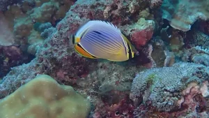 Melon butterflyfish at Le Meridien Maldives House Reef